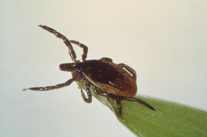 Blacklegged tick (Ixodes scapularis) in questing position on a blade of grass, front legs extended, waiting to attach to a passing host.