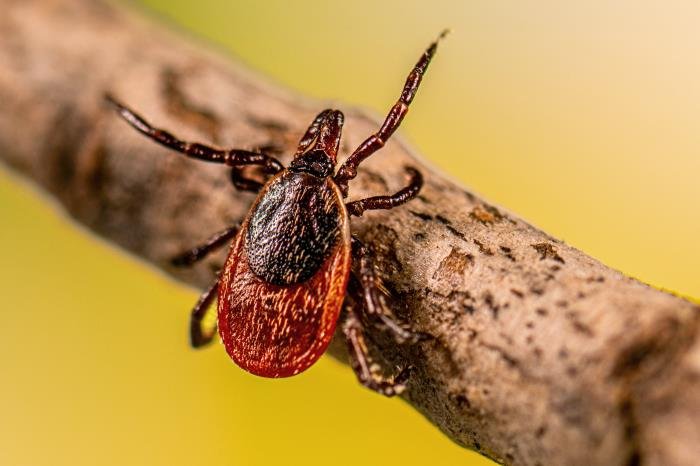 An adult female blacklegged tick (Ixodes scapularis) in questing position on a stick, waiting to attach to a passing host. Ticks extend their front legs outward in this posture, ready to grasp clothing or skin.